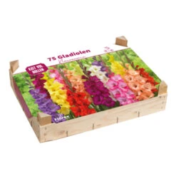 Bloembollenpakket - Gladiolen Joy Mix